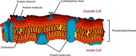 integral proteins are channels